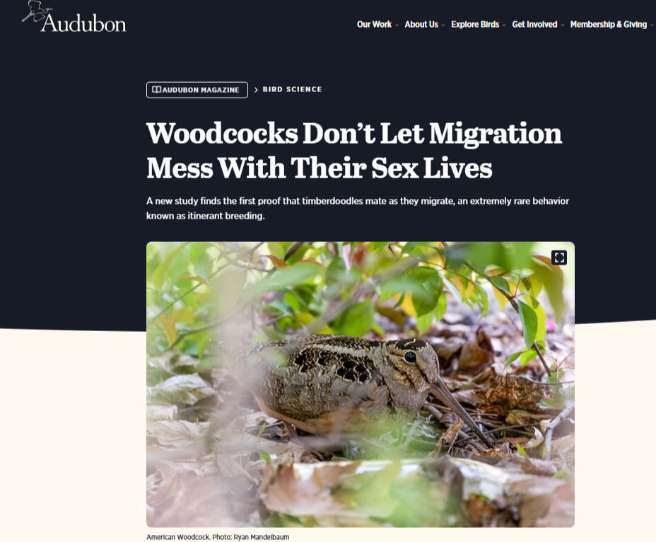 Audubon Magazine: Woodcocks don't let migration mess with their sex lives Audubon Magazine: Woodcocks don't let migration mess with their sex lives