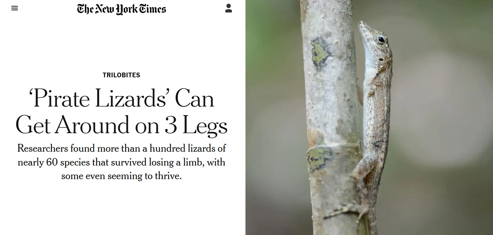 The New York Times: ‘Pirate Lizards’ Can Get Around on 3 Legs