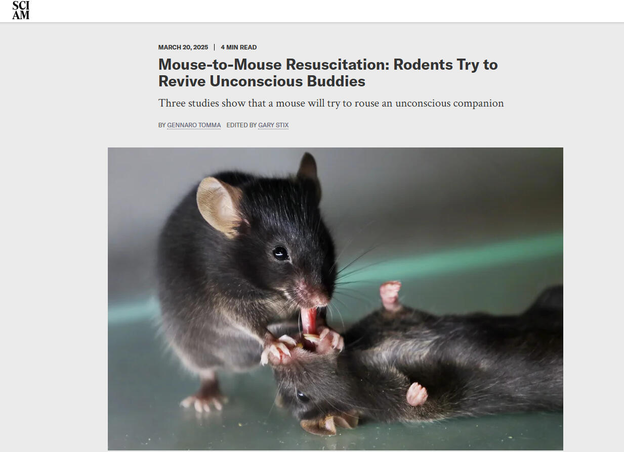 Scientific American: Mouse-to-Mouse Resuscitation: Rodents Try to Revive Unconscious Buddies