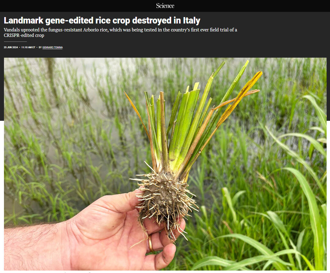 Science: Landmark gene-edited rice crop destroyed in Italy