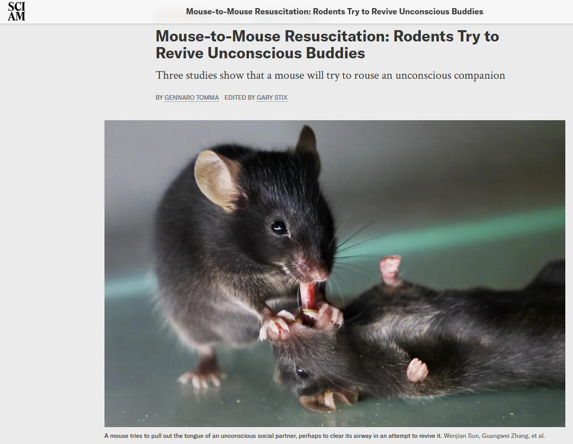 Scientific American: Mouse-to-Mouse Resuscitation: Rodents Try to Revive Unconscious Buddies