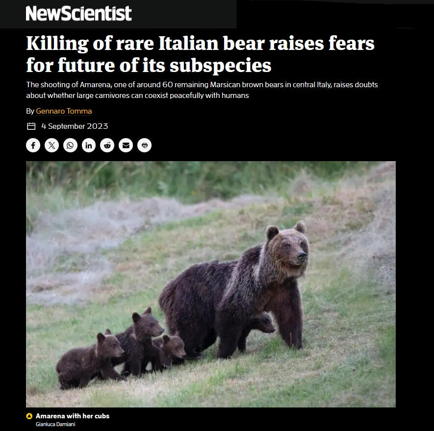 New Scientist: Killing of rare Italian bear raises fears for future of its subspecies