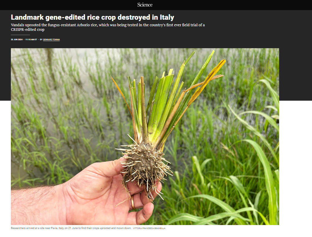 Science: Landmark gene-edited rice crop destroyed in Italy