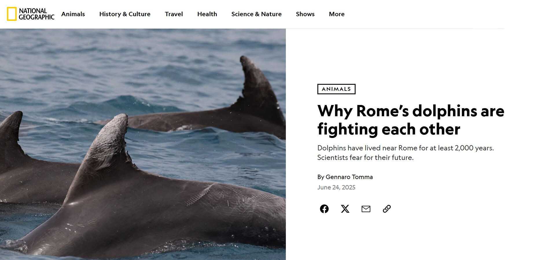 National Geographic: Why Rome’s dolphins are fighting each other