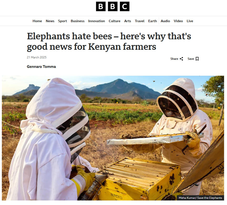 BBC: Elephants hate bees – here's how that helps humans